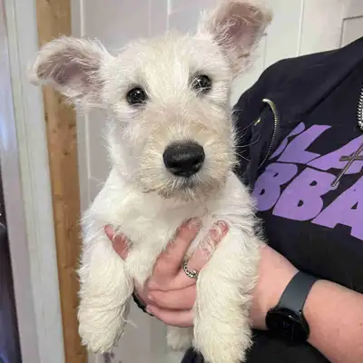 Scottish Terrier Puppies , View more