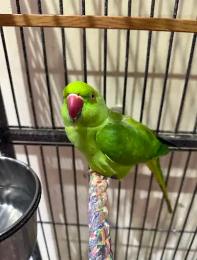 For Sale - Indian Ringneck Parrot (Female), View more