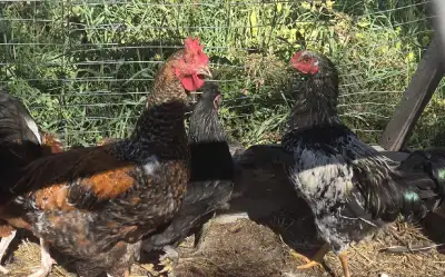 Young Eating or Breeding Roosters, View more