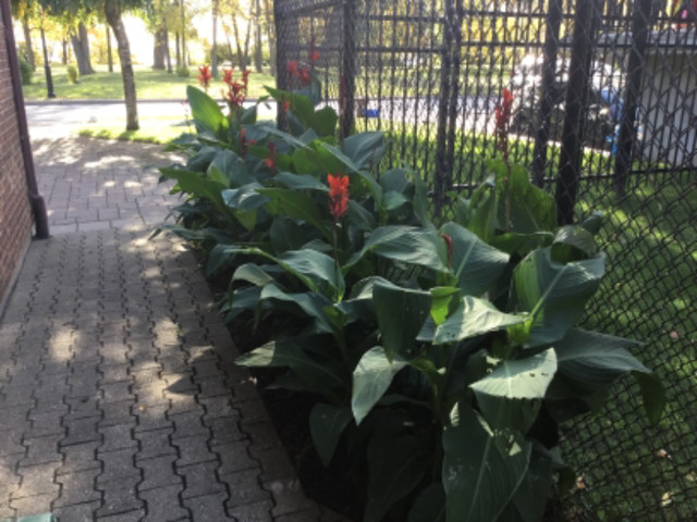 Cannas « lily » dans Plantes, engrais et terreaux  à Ville de Montréal - Image 3