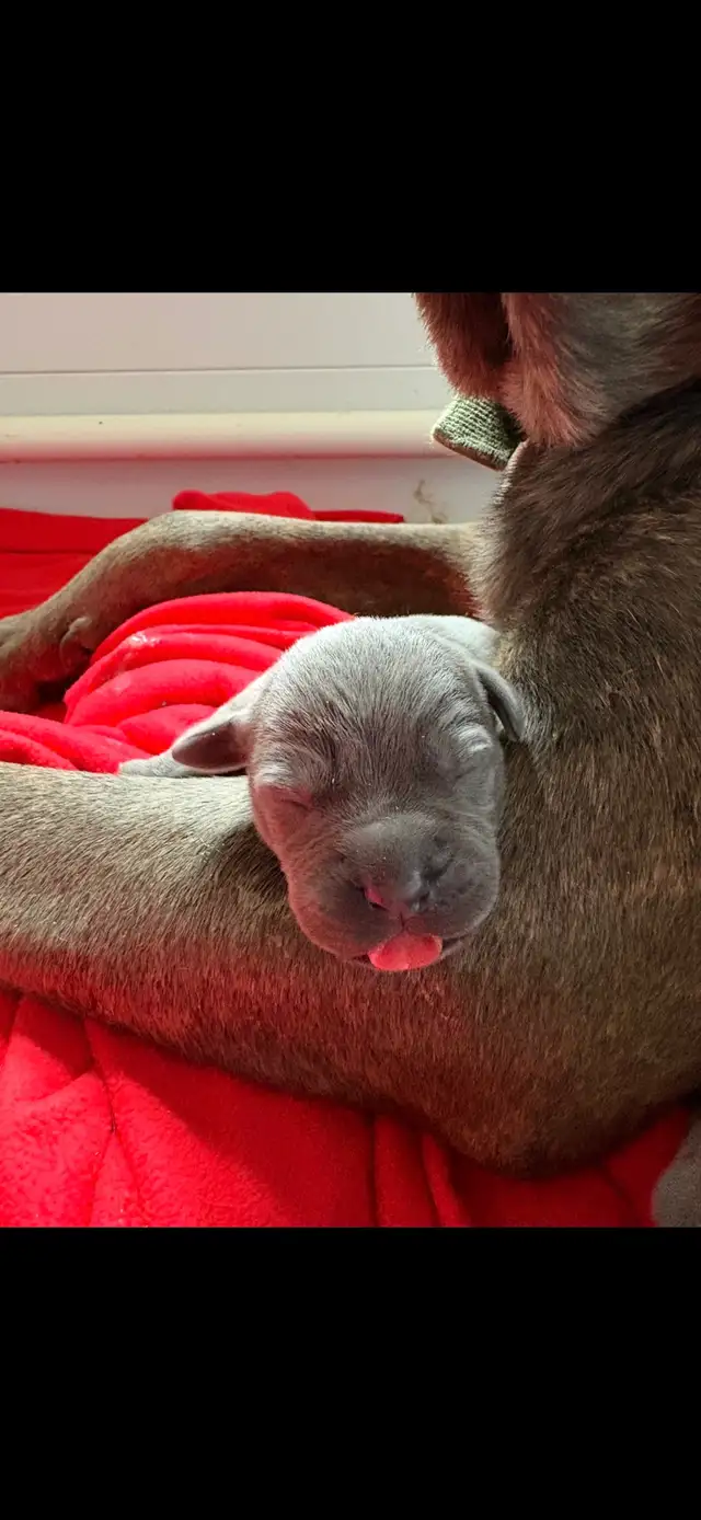 bébés chiens Canecorso à vendre in Dogs & Puppies for Rehoming in Laurentides - Image 5