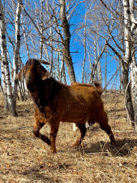 Boer Cross Buck from spotted lines