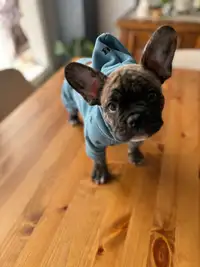 French bulldog puppy ready to go home 