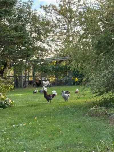 coq a vendre, View more