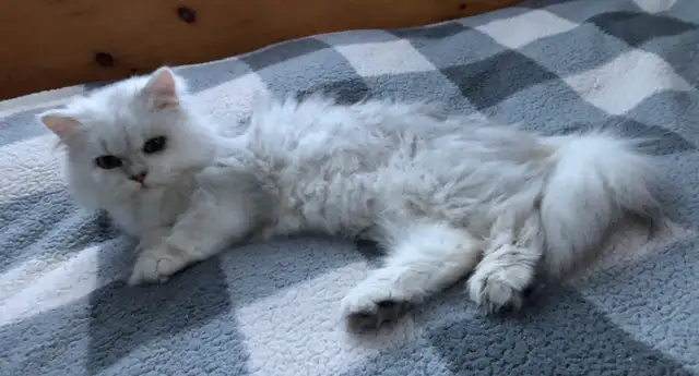 Beautiful Shaded Silver Persian Cats in Cats & Kittens for Rehoming in Lévis - Image 4