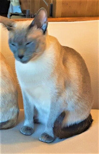 Lost Female Lilac Indoor Siamese Cat
