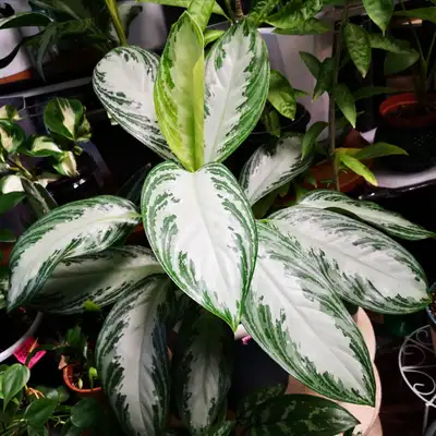 Aglaonema Silver Bay, View more