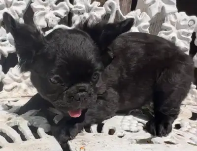 French Bulldog puppies 2 year Health Guarantee, View more