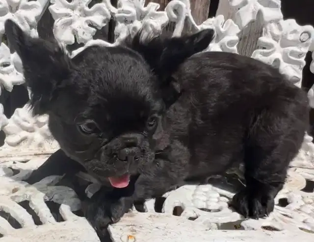 French Bulldog puppies 2 year Health Guarantee in Dogs & Puppies for Rehoming in City of Toronto - Image 3