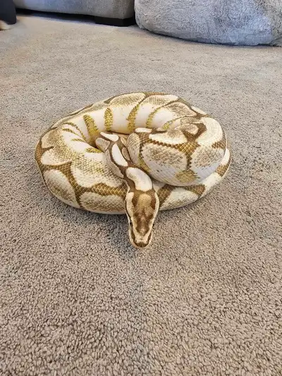 Ball Python for Sale, View more