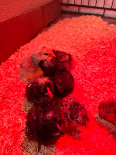 Chicks For Sale, View more