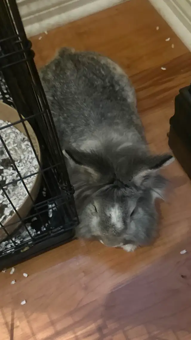 Lion Head Rabbit For Sale! in Small Animals for Rehoming in Mississauga / Peel Region - Image 5