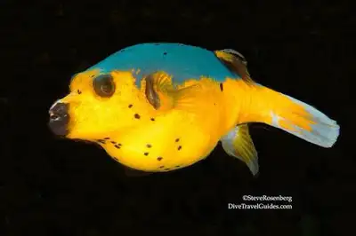 yellow dog face puffer, View more