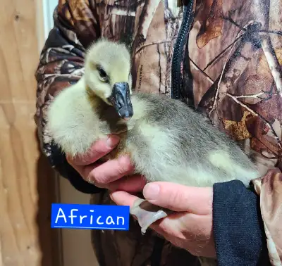 African Goslings, View more
