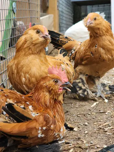 d'uccle cockriel, View more