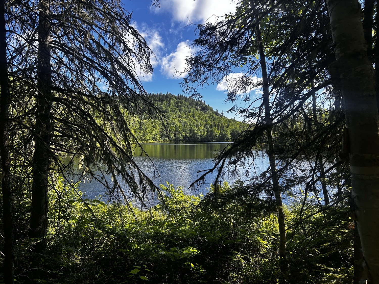 Votre domaine en pleine nature – 11,84 ha avec lac au Saguenay — photo 3