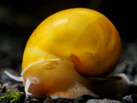 golden mystery snail