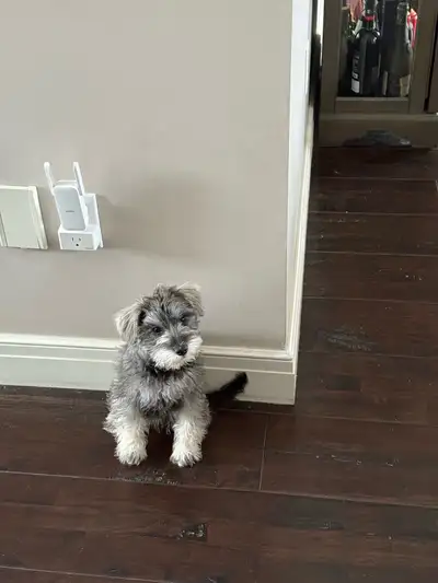 purepred schnauzer puppy one girl , View more