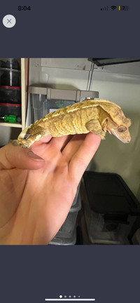 Crested gecko sale