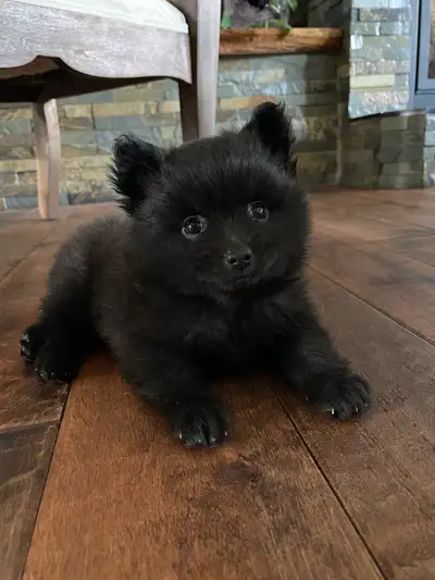Stunning Black Pomeranian, View more