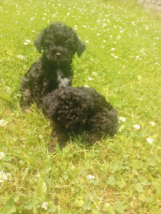 Toy poodle puppies in Dogs & Puppies for Rehoming in Barrie - Image 7