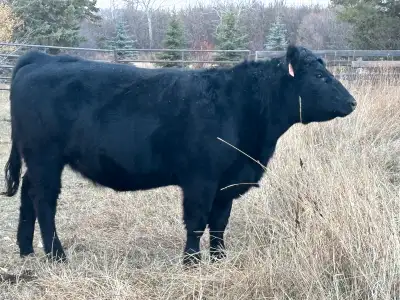 2 organic finished heifers for sale to butcher.1 black 1 red.Been on grass and organic oats on organ...