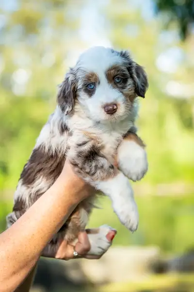 Aussiedoodle Puppies, View more