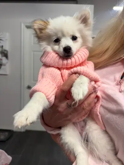 White Pomeranian Puppy, View more