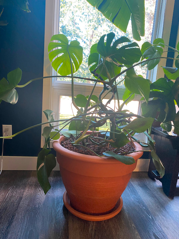Used, Large Monstera plant for sale in Italian terra cotta pot for sale  