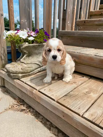 Cocker Spaniel male puppy, View more