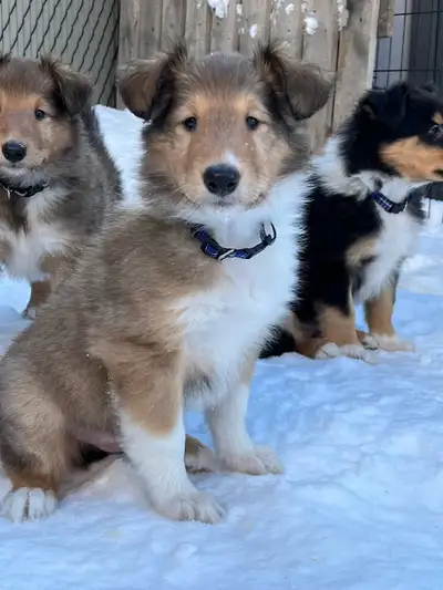 Chiots Colley Rough (type Lassie) – Élevage familial, View more