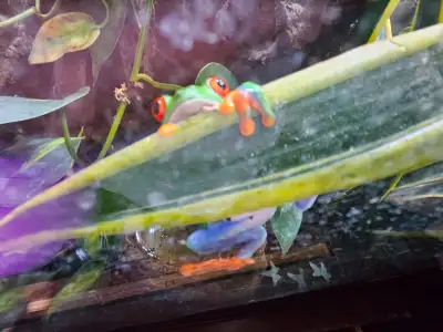 I have a breeding group of red eye tree frogs (2 males and 3 females) that im looking to sell asap....