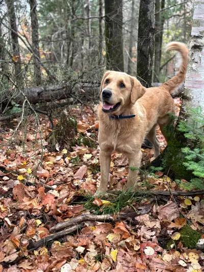 Golden Retriever 2 ans, View more