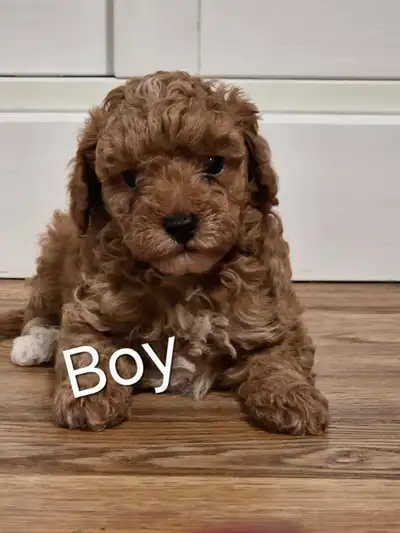 Toypoodele puppies , View more