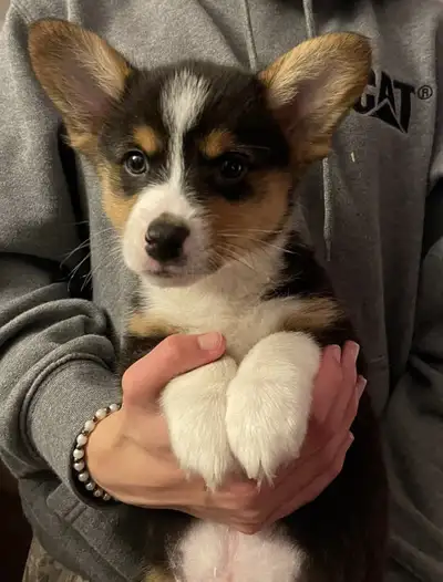 Welsh Corgi Pups, View more