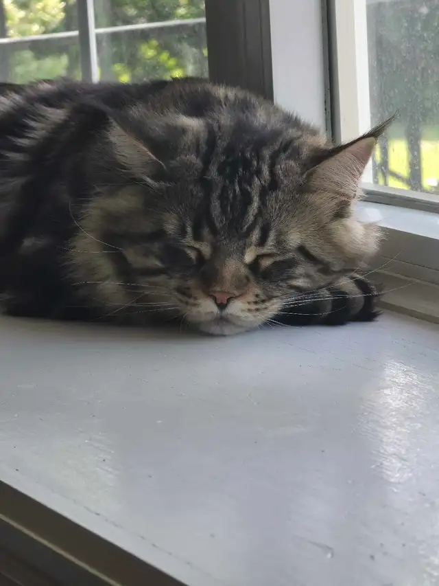 Majestic Purebred Mainecoon Male - Exceptional Temperament in Cats & Kittens for Rehoming in Oakville / Halton Region - Image 7