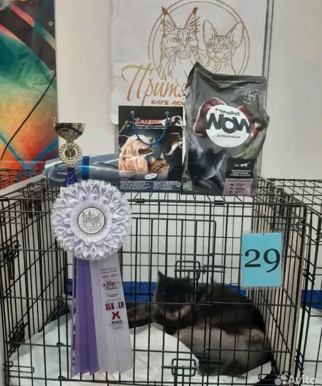 Maine Coon kittens registered CCA