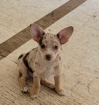 3 Papillion chihuahuas merles left, View more