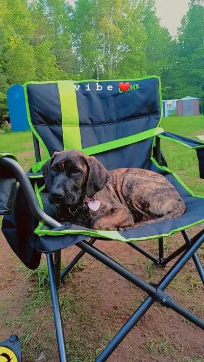 Last puppy looking for his forever home • Mom is boxer, mastiff, lab mix and dad is Purebred Presa C...