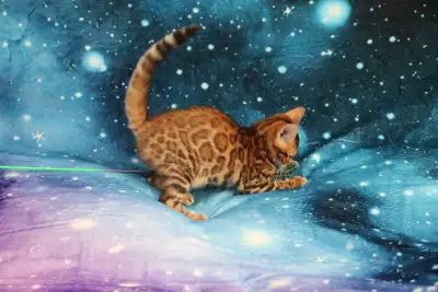 Bengal Kittens - Leopard Like Brown, Silver, Rosetted, TICA, View more