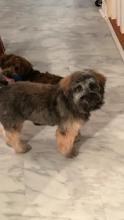 We have two 10 Months puppies looking for a new home. They are two mixed breed male puppies from the...