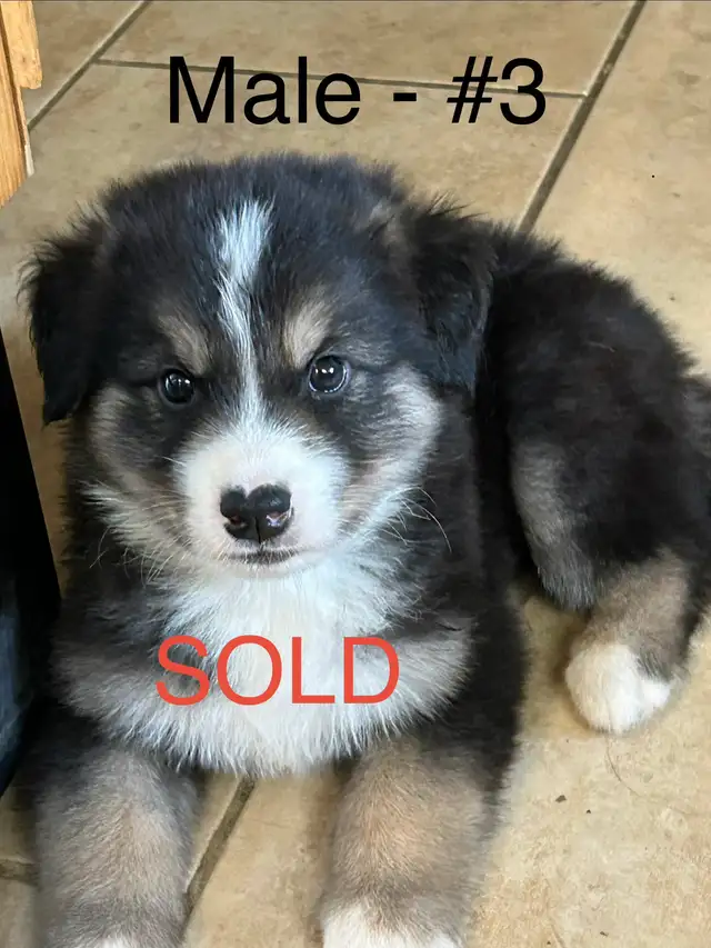 Adorable Husky / Bernese Puppies in Dogs & Puppies for Rehoming in Owen Sound - Image 10