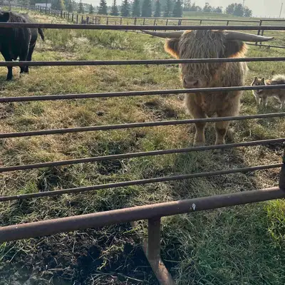 We are in the early stages of growing our Highland herd and recently purchased a bull. We are explor...