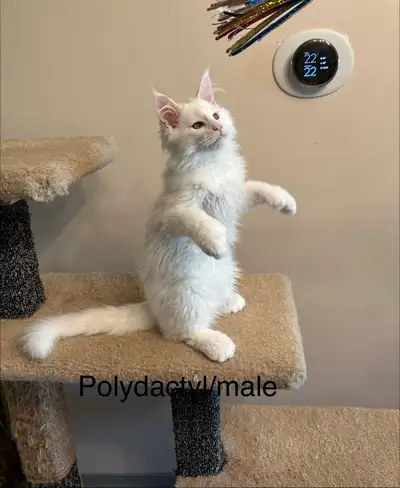 Maine Coon Polydactyl Kittens, View more