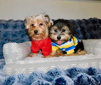 Chiots morkie, View more