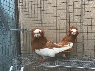 komouner Tumblers Pigeons