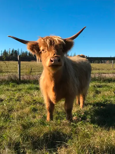 Purebred  Scottish Highland Cows, View more