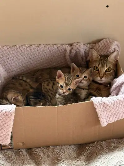 bengal kittens, View more