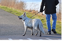 Introducing the incredible dog walking trails in York Region.
