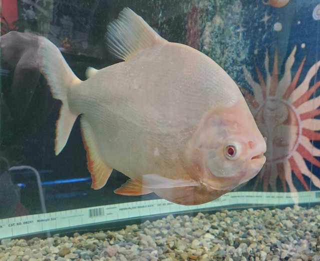 Albino Pacu 12 inches in Fish for Rehoming in Leamington